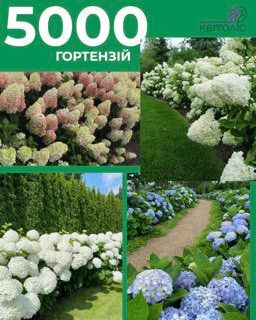Яскраве свято квітів у Саду Українства.